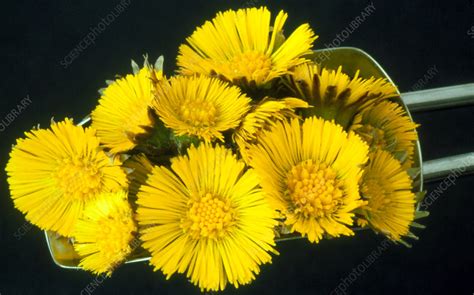 Coltsfoot Flowers Stock Image M7500231 Science Photo Library