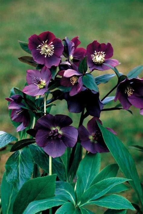 I Am Obsessed By Hellebores But Whenever I See Them In Person In