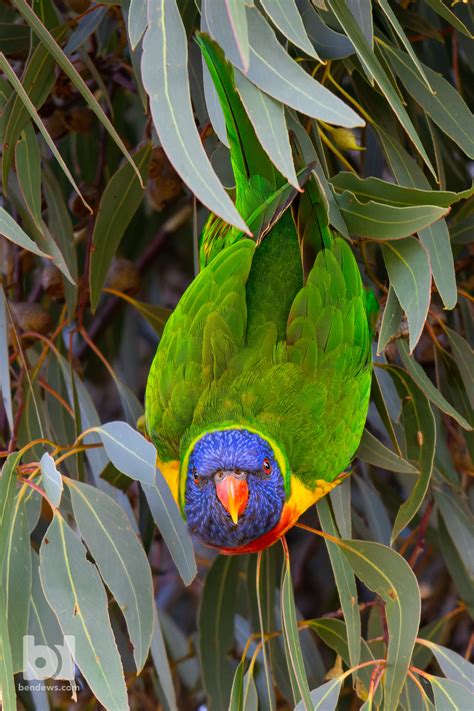 Pair Of Rainbow Lorikeets At My Local Park Australia