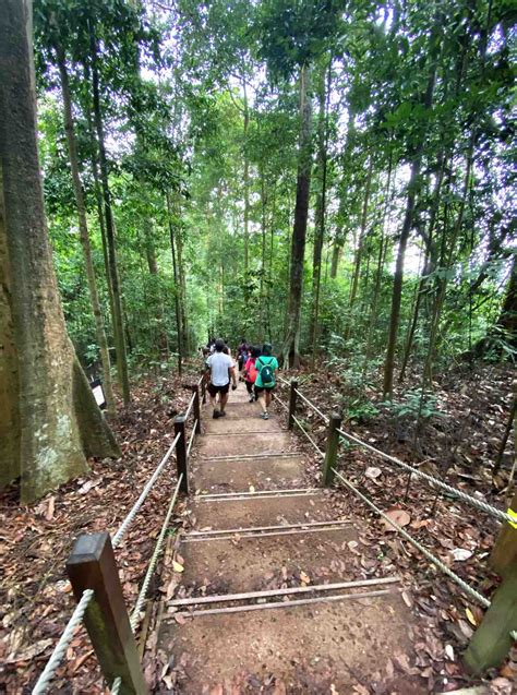 bukit timah nature reserve explore singapore hidden nature gem aspirantsg food travel