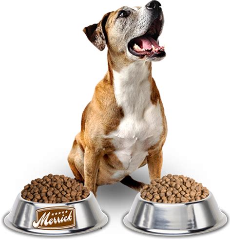 Check spelling or type a new query. Dog food PNG