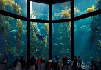 Monterey Bay Aquarium announces reopening date