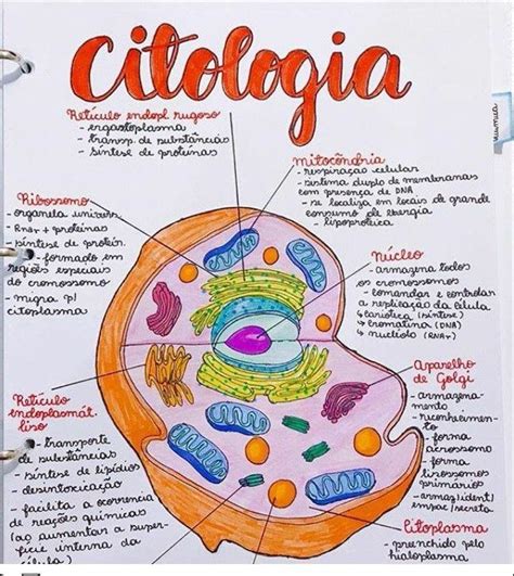 Blog Citologia Celulas Eucariotas The Best Porn Website