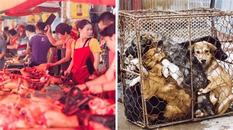 At animal equality we have started a campaign to end the consumption of dog meat and its production in china. 18 Facts About The Chinese Dog Meat Festival & Trade That ...
