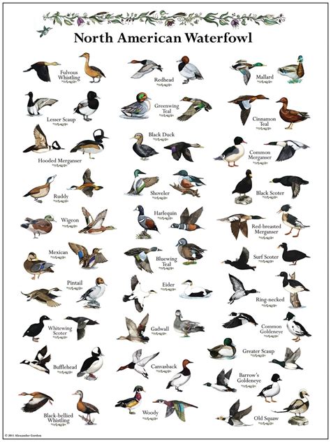 Duck Identification Chart Duck Identification Chart Bird Hunting Images