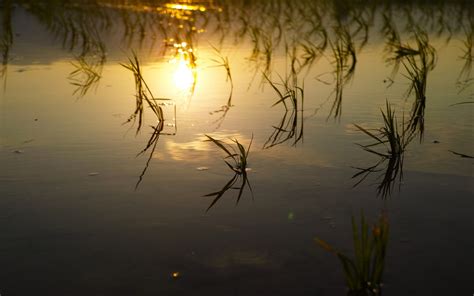 Wallpaper Sunlight Sunset Night Lake Nature Reflection Grass