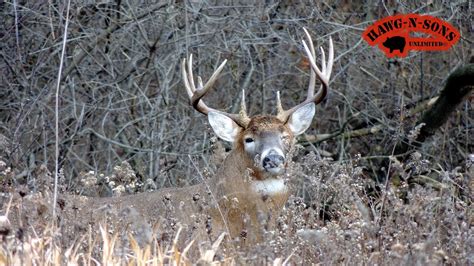 November 2 5 Best Self Filmed Illinois Deer Hunt Ever Hunting