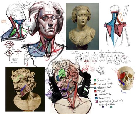 Конструктивный рисунок Michael Hampton Facial Anatomy Head Anatomy