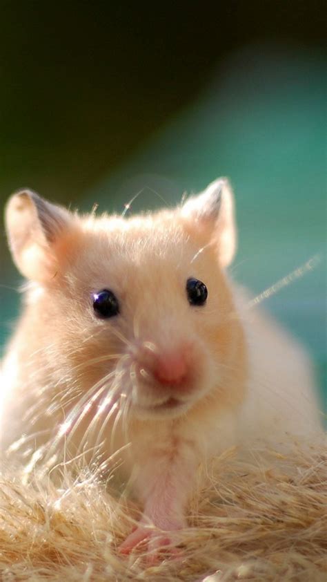 Cute Hamster Wallpaper Images