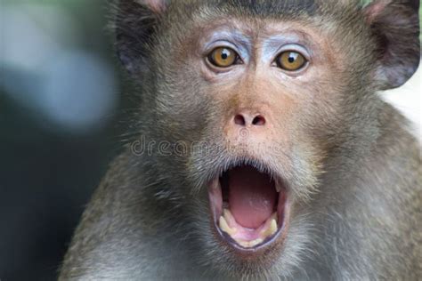 2023 Angry Monkey Stock Photos Free And Royalty Free Stock Photos From