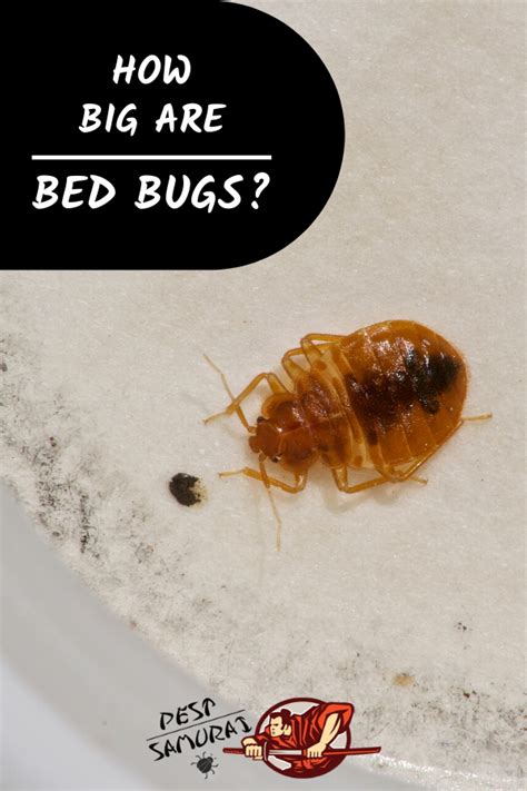 How Big Are Bed Bugs A Helpful Size And Identification Guide Bed