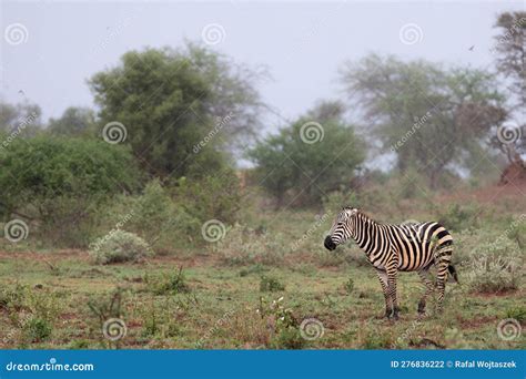 Striped Beauty Zebra Standing Proud On The Kenyan Tsavo East Savannah