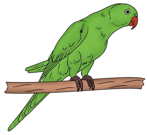 How To Draw A Parrot Drawing In Just 10 Minutes In 2021 Parrot