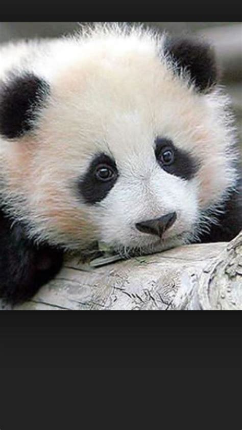 Pin By Ainsley Butler On Mix Baby Panda Bears Baby Panda Pictures