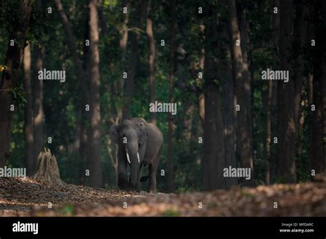 wild elephants- India Stock Photo - Alamy