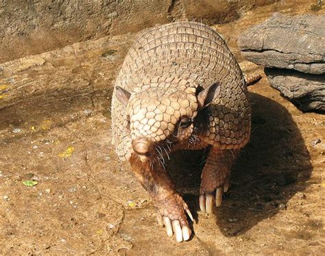 Lifeform Of The Week Armadillos Armadillo Mammals