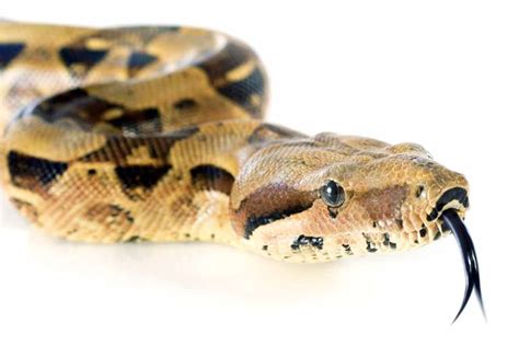 Serpiente Boa Constrictor 02 Fundación Museo Bolivariano Quinta De