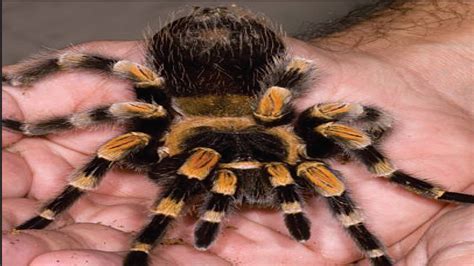 Maybe you would like to learn more about one of these? Canada is top exporter of Tarantulas - Post Courier