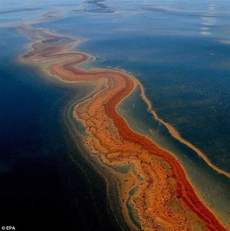 Bp Spill Damaged Sea Floor Life For Square Miles Recovery May Take