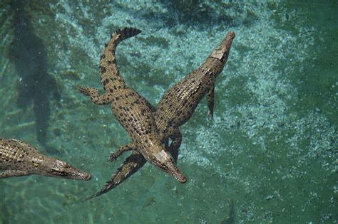 Awasome How Fast Do Crocodiles Swim Ideas