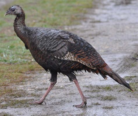A first year male is called a jake, and a mature male is called tom. Eva's 2011 MA Bird Photo List