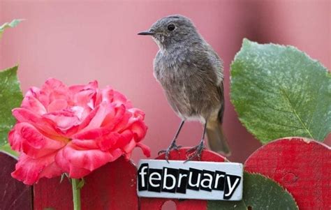 February Meaning And Symbols Of February On Whats Your Sign