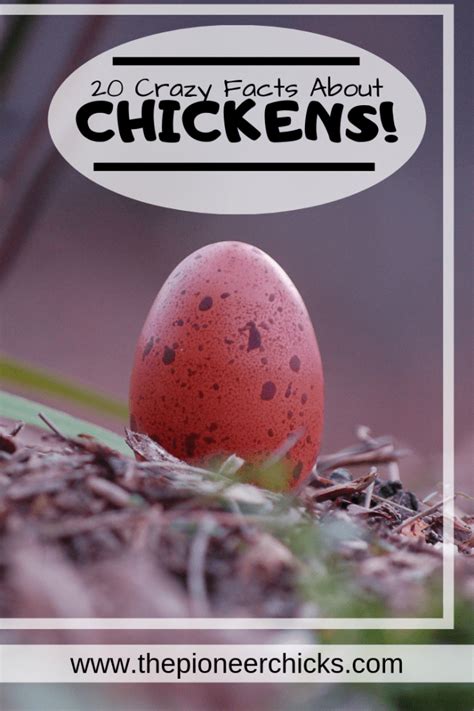 20 Crazy Chicken Facts For Chicken Trivia The Pioneer Chicks Chicken Facts Chickens