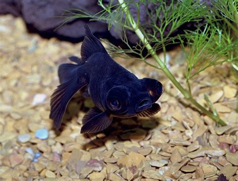 Carassius (japon balığı) akvaryum balığı. JAPON BALIĞI NASIL BESLENİR NASIL ÜRER | Nazarca.com