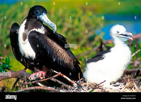 Frigate Bird And Chick Rookery Barbuda Caribbean Stock Photo Alamy