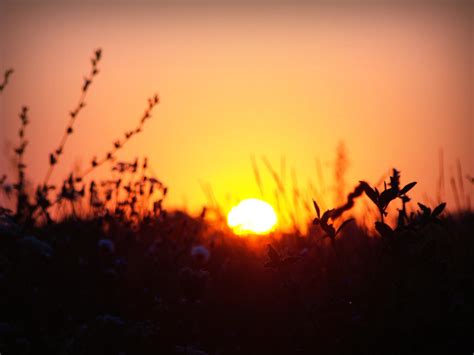 Free Images Silhouette Sun Sunrise Sunset Field Sunlight