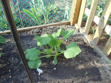 Summer squash is one of the most bountiful vegetables you can grow in your backyard. Debbie's Potager: The Square Foot Garden versus the Squash