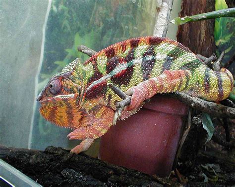 Best Jungle Life Chameleons And Chameleons Pics And Chameleons Wallpapers