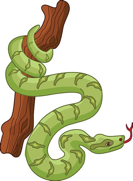 Boa Constrictor Illustrations Royalty Free Vector Graphics And Clip Art