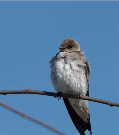 Do Birds Sleep K 12 Education