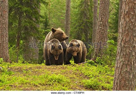 Three Brown Bears Walking Through The Woods Together