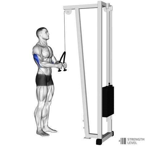 Tricep Rope Pushdown Standards For Men And Women Lb Strength Level