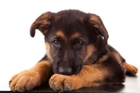 Your puppy's ears can stand up anywhere from 8 weeks to 8 months. German Shepherd Floppy Ears: Is it Normal? - AllShepherd