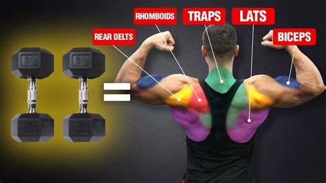 the ultimate back and biceps workout for mass dumbbells only youtube