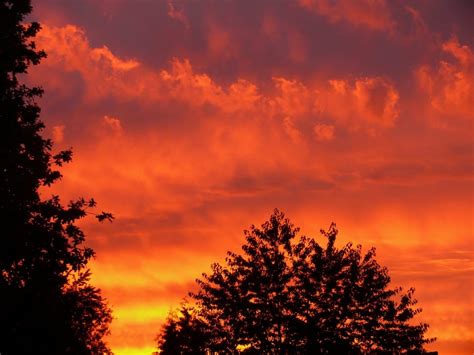 Silhouette Of Tree Under Orange Sky Free Image Peakpx