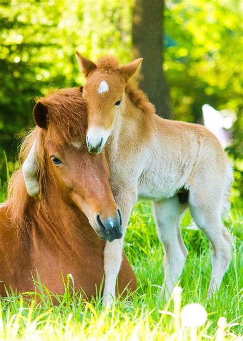 Pin By Janet Fusco On Cute Animals Cute Baby Horses Cute Horses