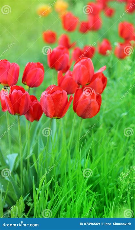 Red Tulips Flowers On A Background Of Green Grass Closeup Stock Image