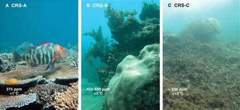 Coral Reefs Under Rapid Climate Change And Ocean Acidification Science