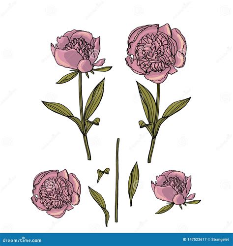 Hand Drawn Peony Flower Floral Design Element Stock Illustration