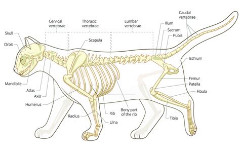 Bones Of The Cat All About The Cats Skeleton Cat World
