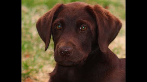 See if you can see all 11 puppies in these. The cutest Chocolate Lab puppy!- 1080p.mov - YouTube