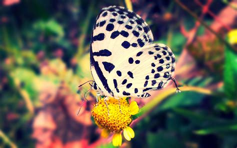 Wallpaper 2560x1600 Px Animal Black Butterfly Color Forest Hdr