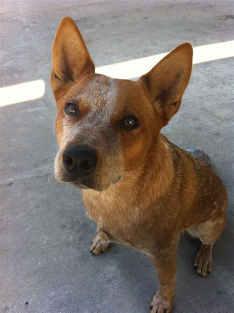 Todd The Most Perfect Red Heeler Dontshopadopt Australian Cattle