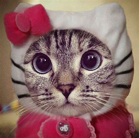 Real Kitty Hello Kitty Humor From My View Pet Costumes Cute Cats