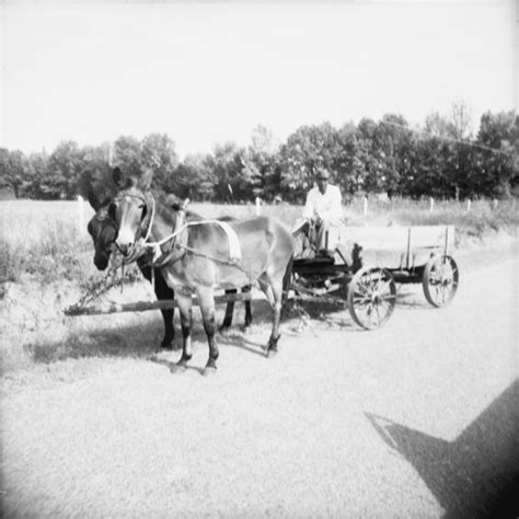 Man Driving Team Of Mules Pulling Wagon Photograph Wisconsin
