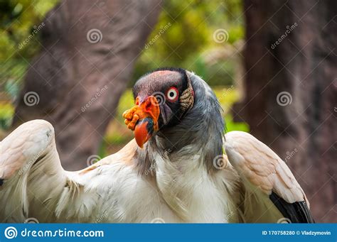 King Vulture On A Close Up Shot Stock Photo Image Of Bird Closeup 170758280